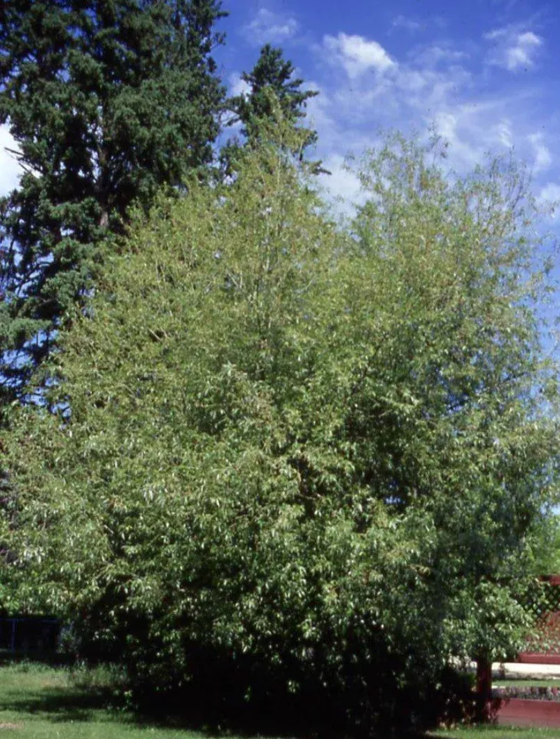 willow-acute-leaf Willow 'Acute Leaf'