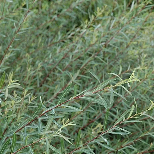 willow-dwarf-arctic-willow Willow 'Dwarf Arctic Willow'