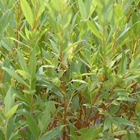 Willow: 'Flame' - 1 Gal (Jf)