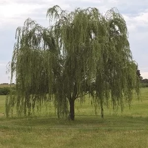 willow-lace-weeping-7-5-gal-jf Willow:'Lace Weeping' - 7' - 5 Gal (Jf)