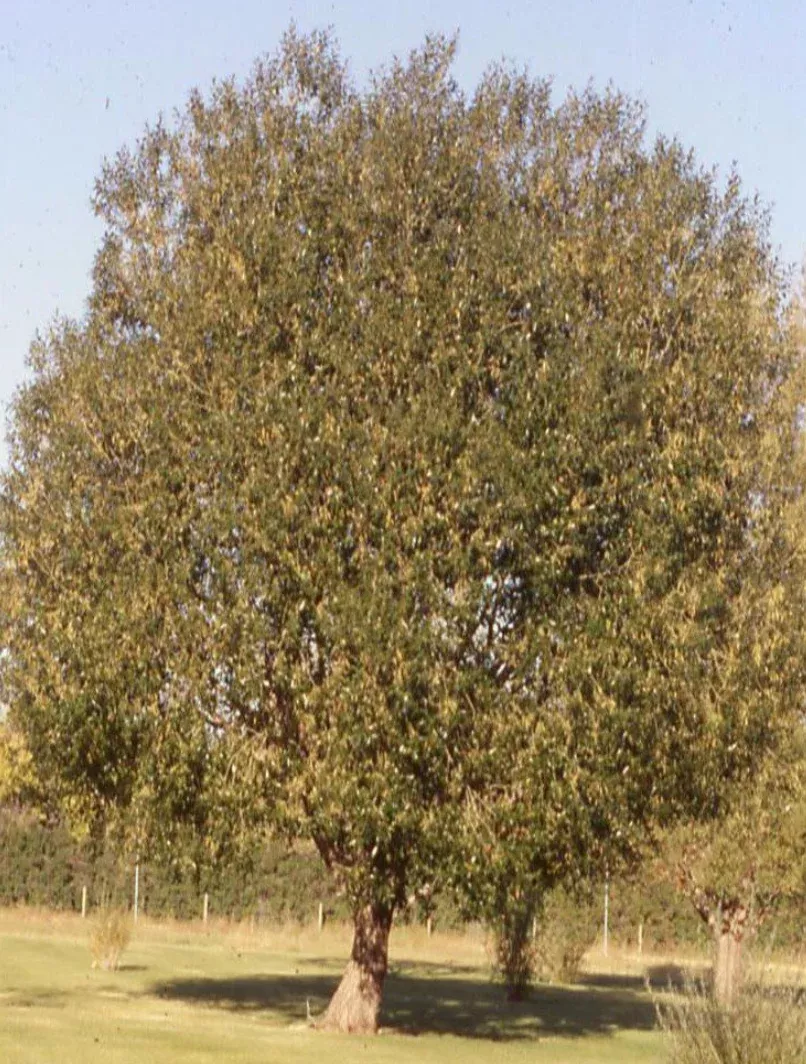 willow-laurel-leaf Willow 'Laurel Leaf'