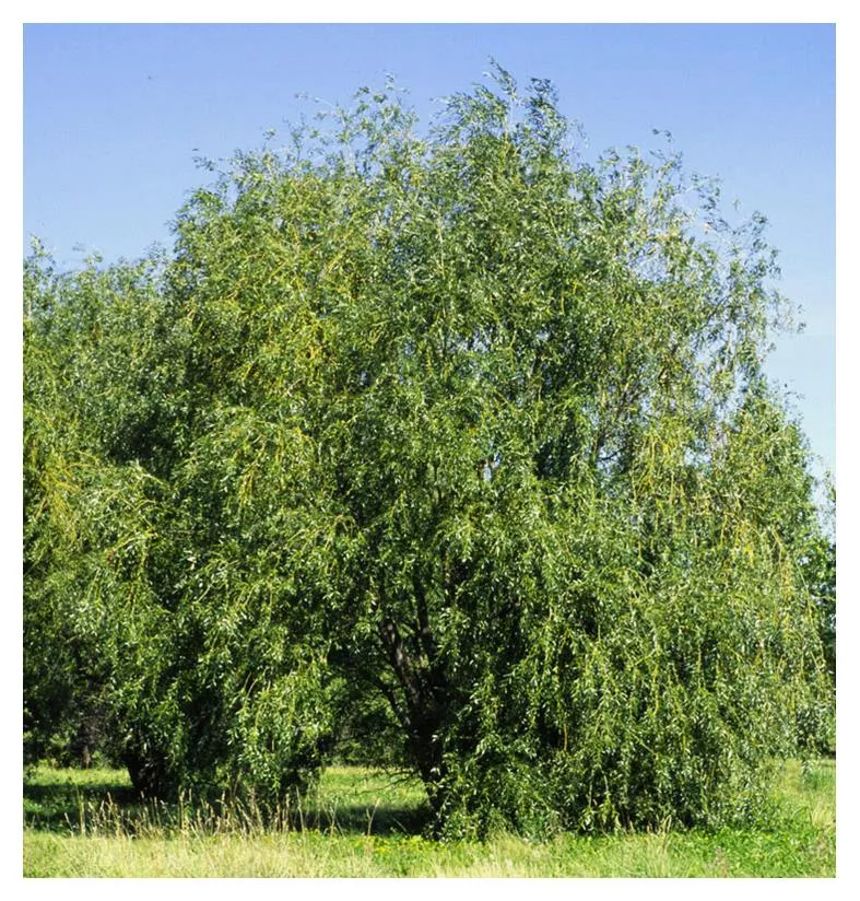 willow-prairie-cascade-weeping-10gal-bl Willow:'Prairie Cascade Weeping' - 10Gal (Bl)
