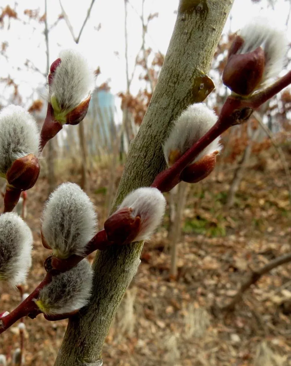 Willow 'Pussy Willow'