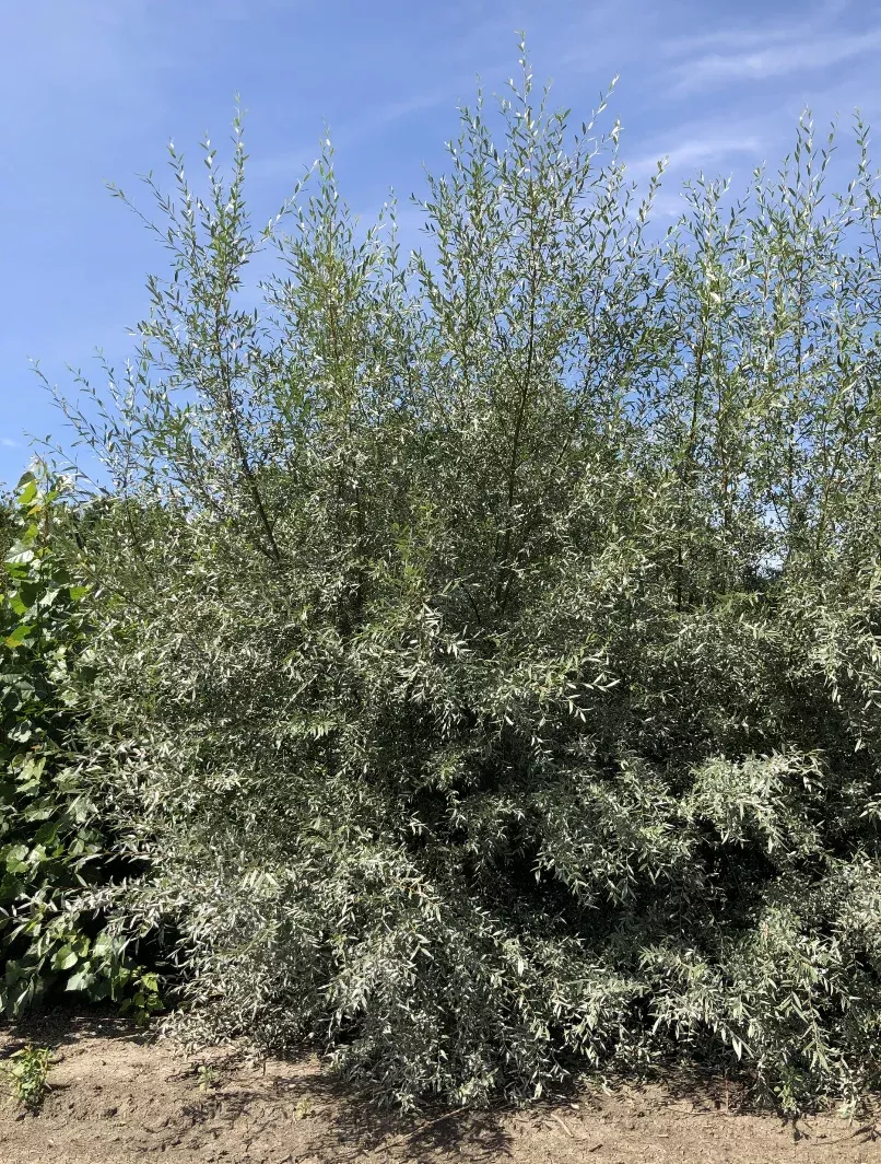 Willow 'Silky White'