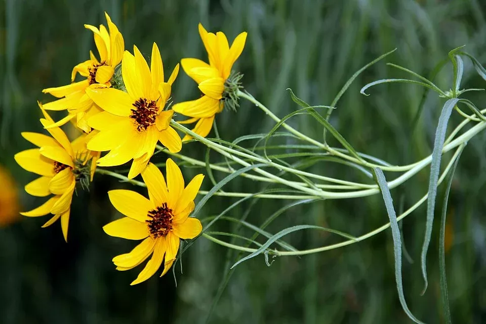 willowleaf-sunflower Willowleaf Sunflower