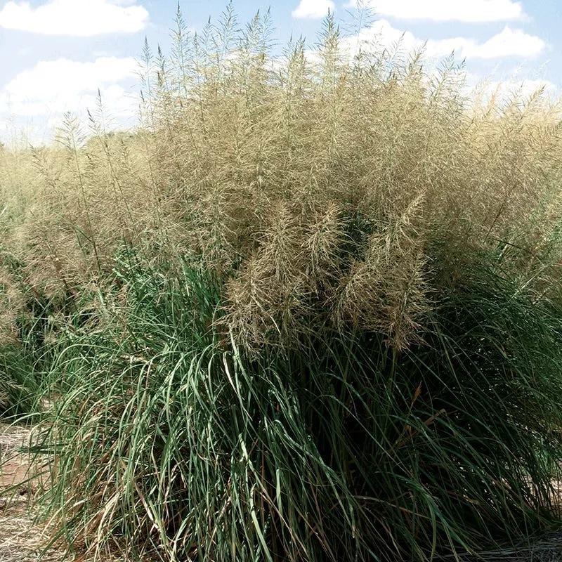 windbreaker-giant-sacaton-grass Windbreaker Giant Sacaton Grass