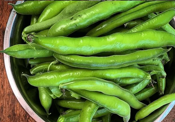 windsor-fava-bean Windsor Fava Bean