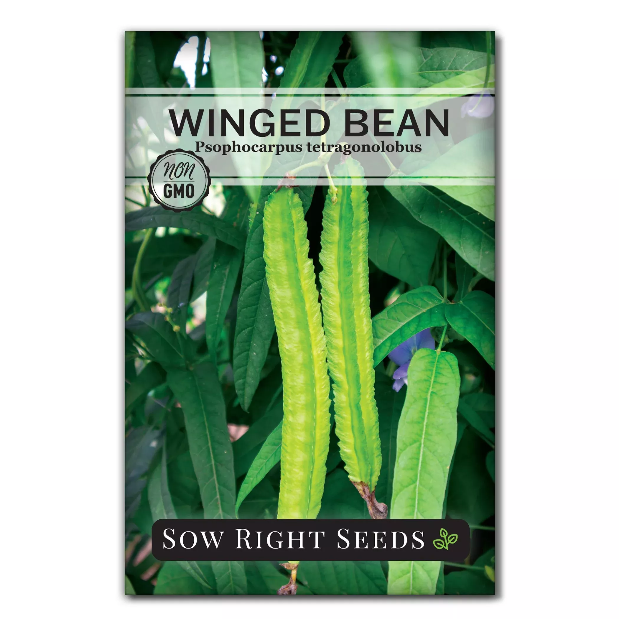 winged-bean-seeds Winged Bean Seeds