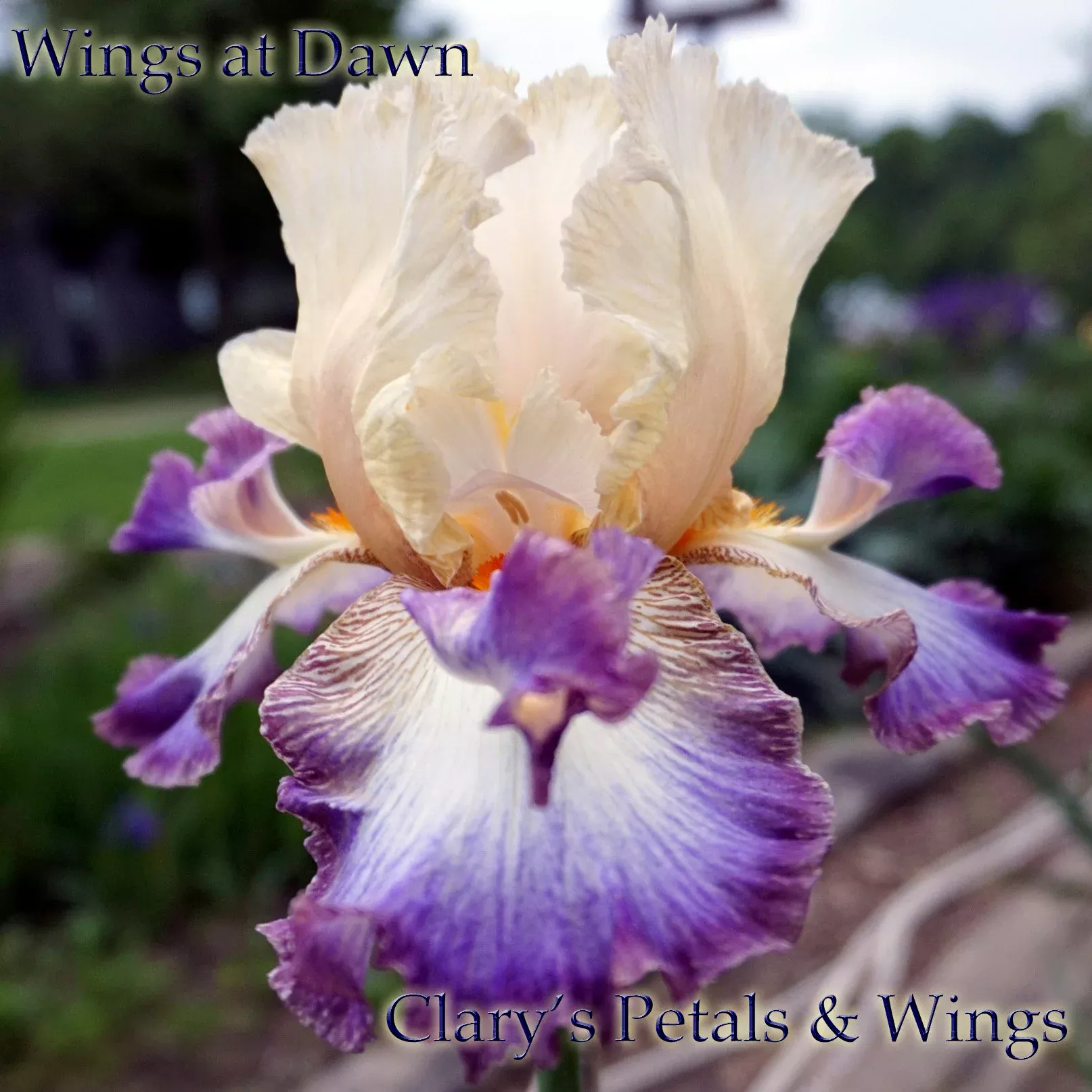 wings-at-dawn-2014-tb WINGS AT DAWN - 2014 - TB