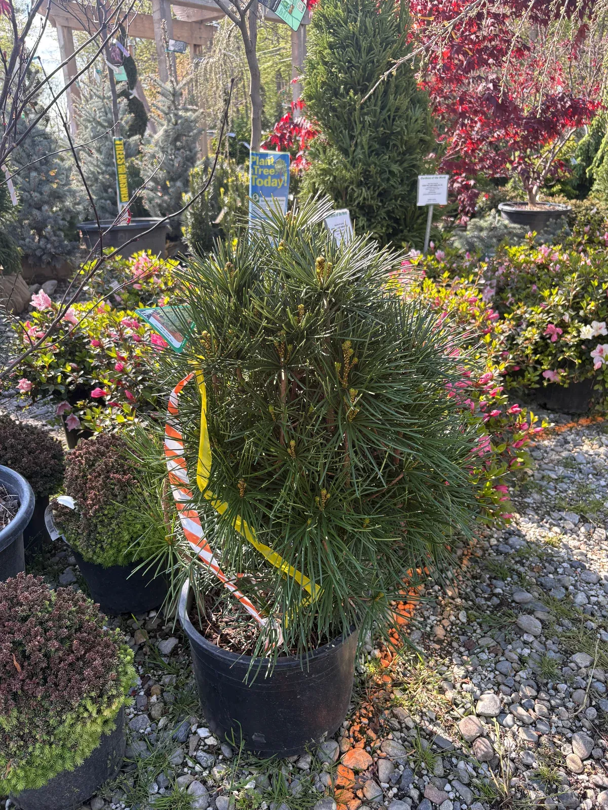 Winter Green Japanese Umbrella Pine