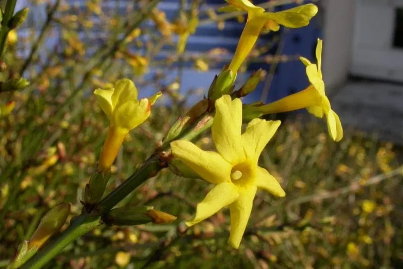 Winter Jasmine