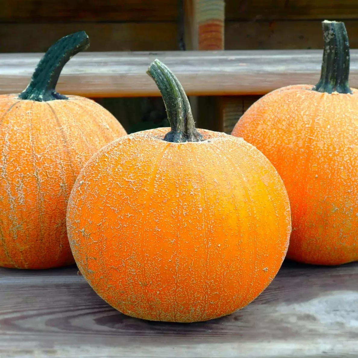 winter-luxury-pie-pumpkin Winter Luxury Pie Pumpkin
