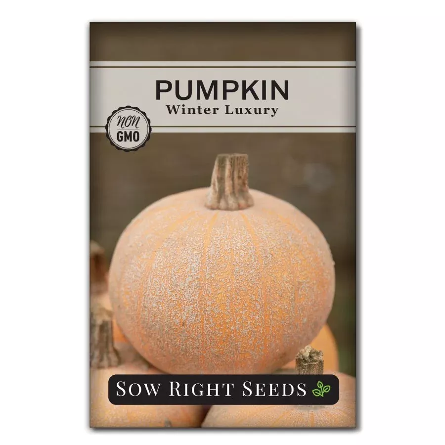 winter-luxury-pumpkin Winter Luxury Pumpkin