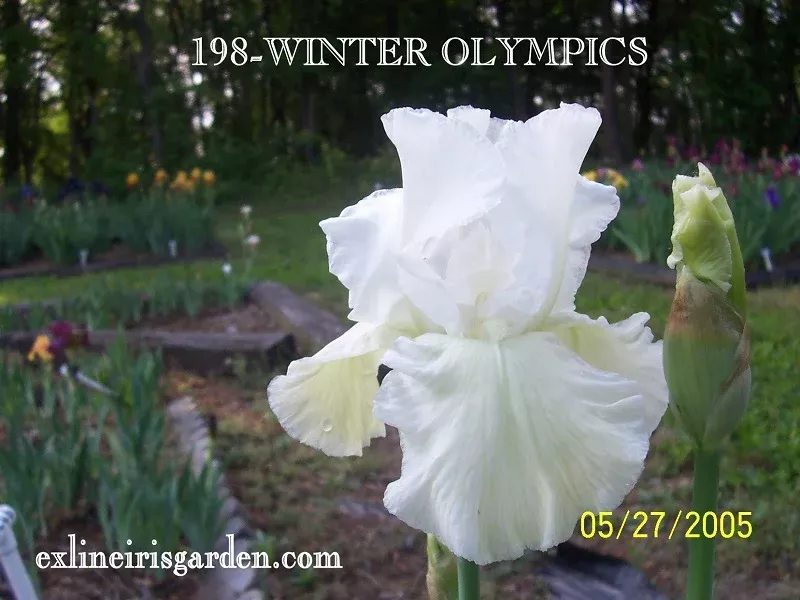 winter-olympics Winter Olympics
