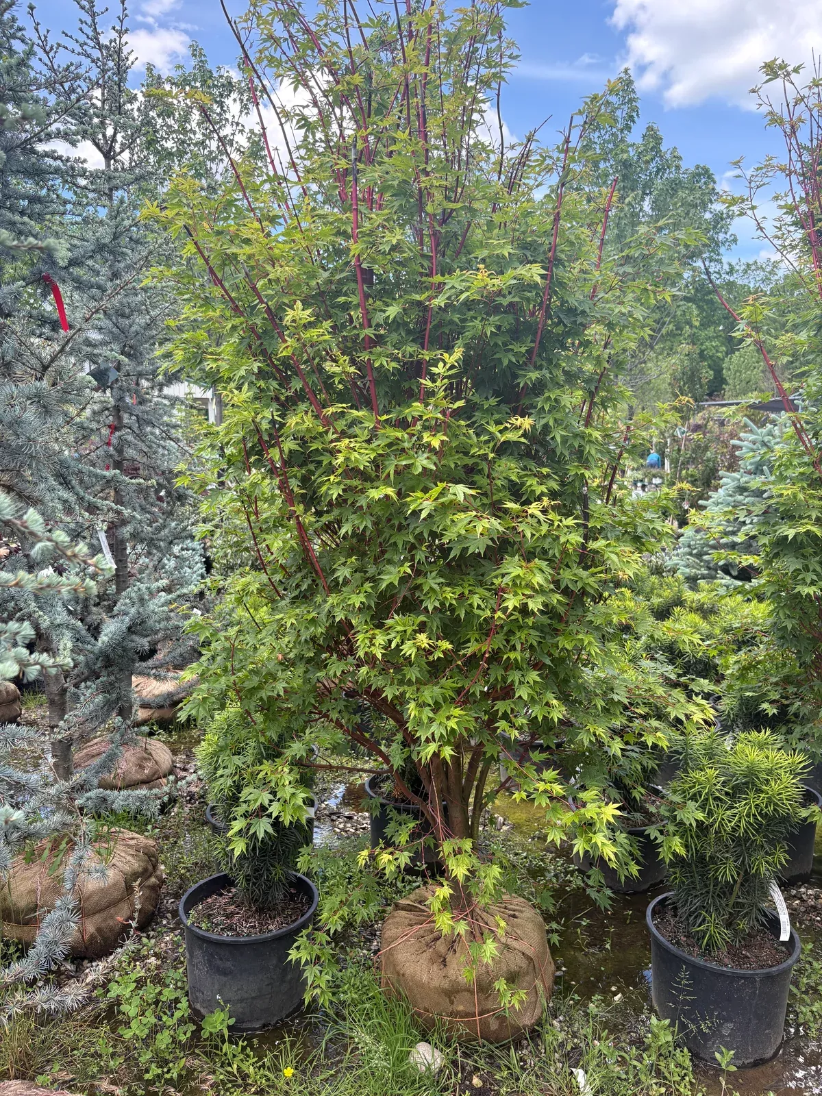 Winter Red Japanese Maple