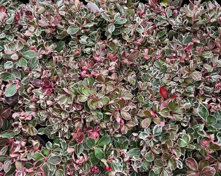 Winter Splash™ Wintergreen