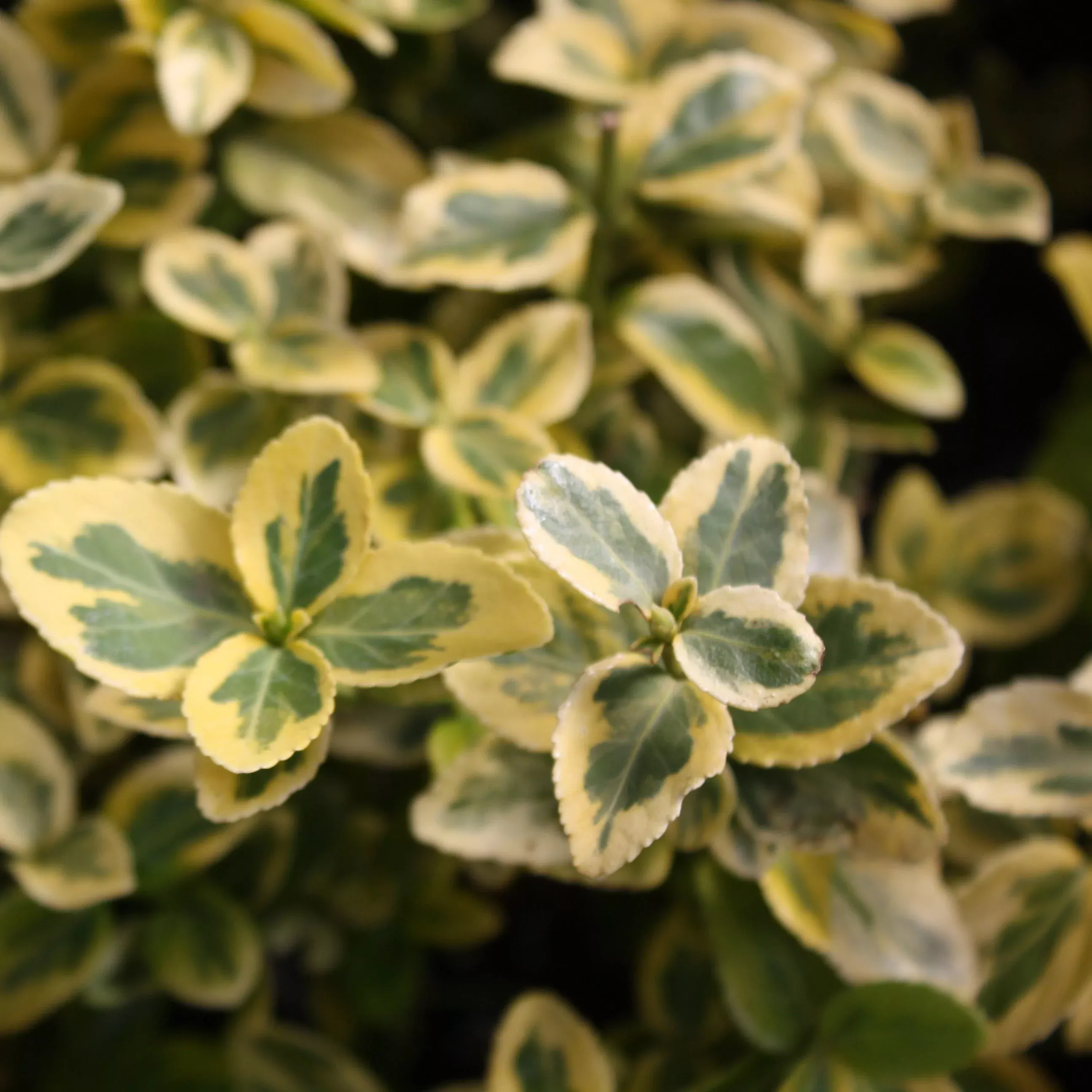 wintercreeper-euonymus Wintercreeper Euonymus