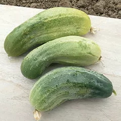 Wisconsin SMR 58 Cucumber