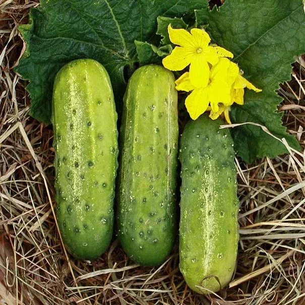 wisconsin-smr58-pickling-cucumber Wisconsin SMR58 Pickling Cucumber