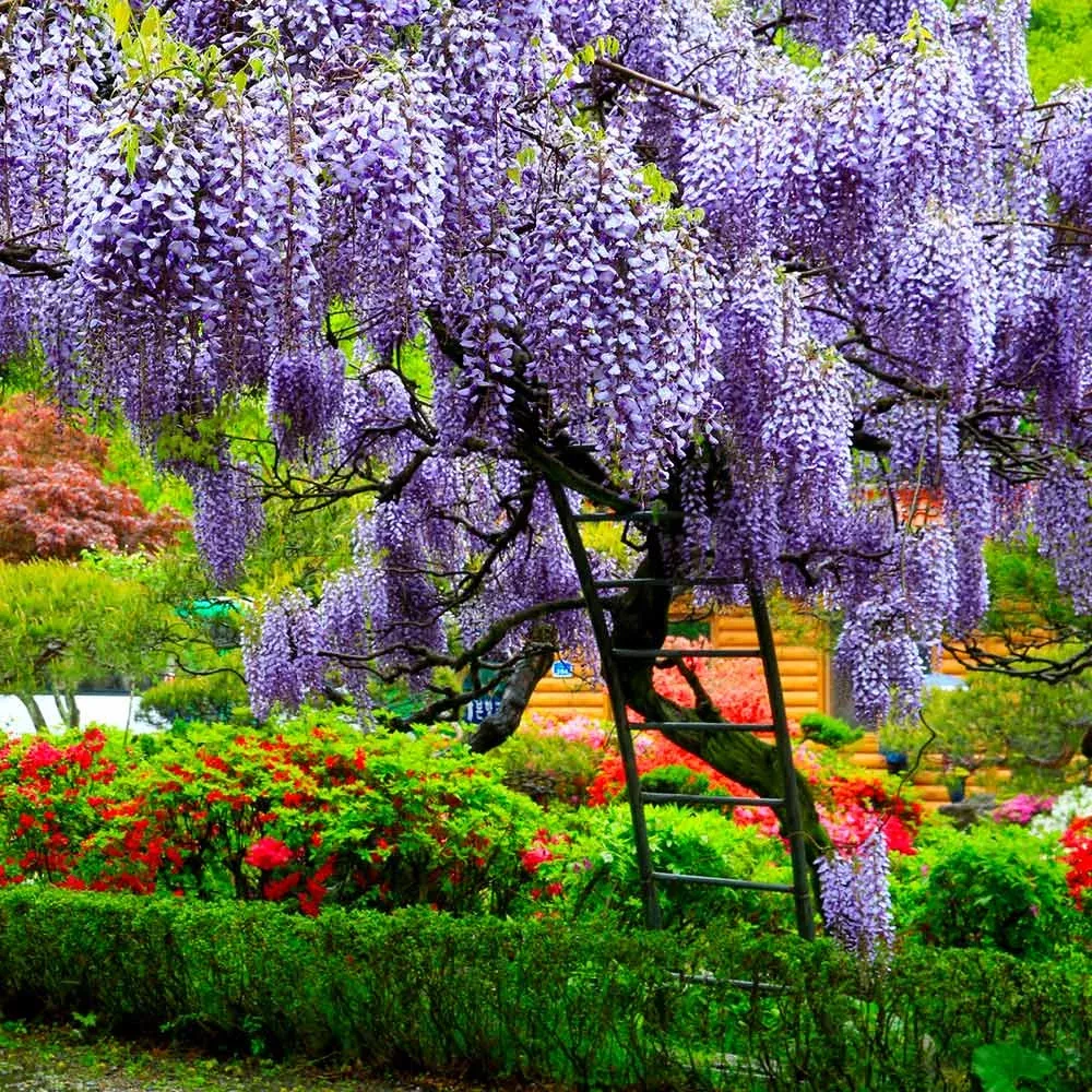 wisteria-tree Wisteria Tree