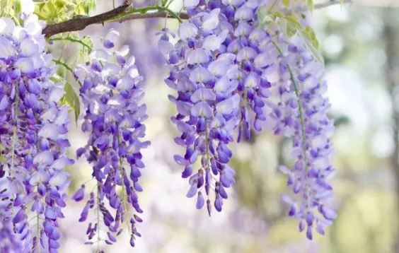 wisteria Wisteria