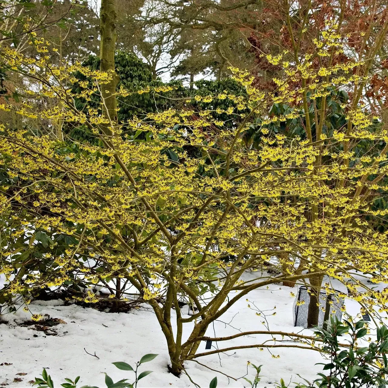 Witch Hazel Shrub