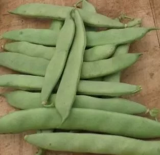 Witsa Pole Bean