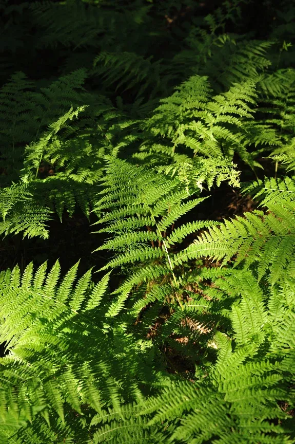 wood-fern Wood Fern