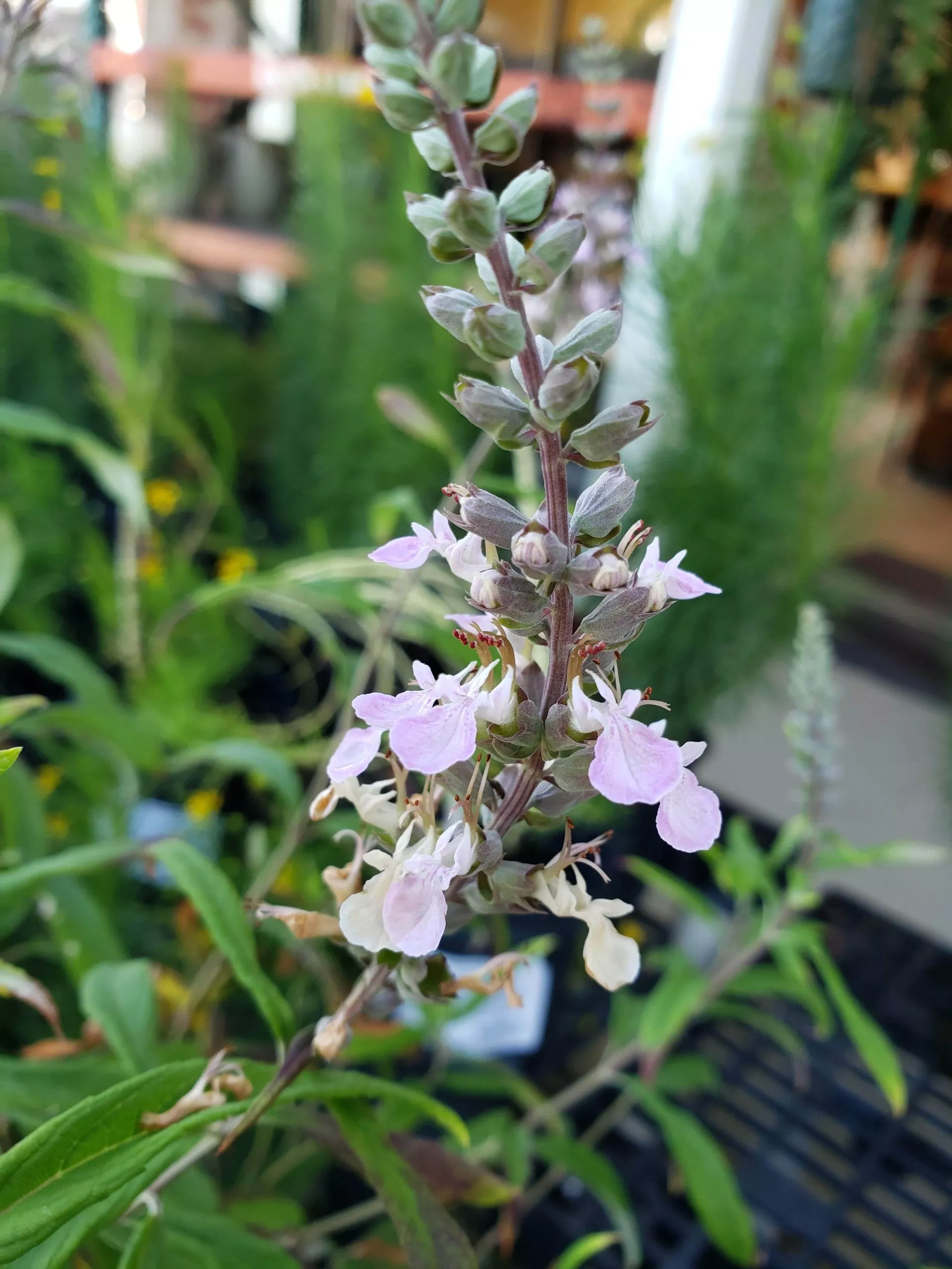 wood-sage Wood Sage