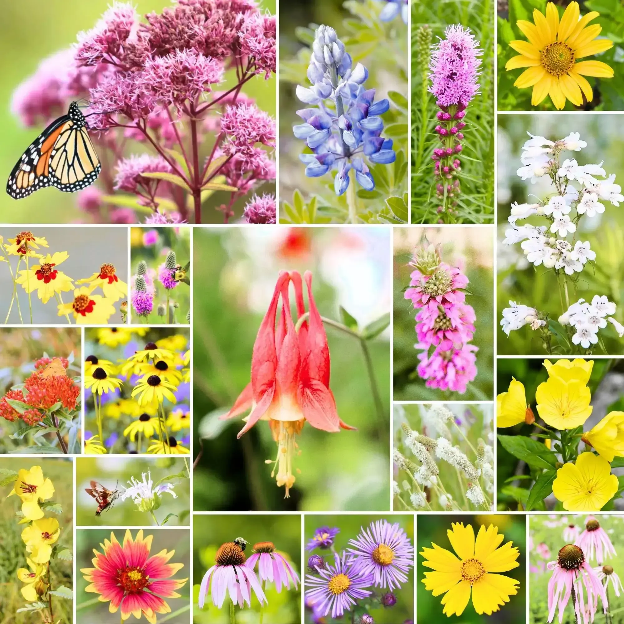woodland-bloom-native-wildflower-mix Woodland Bloom – Native Wildflower Mix