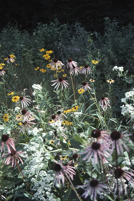 woodland-edge-part-shade-mix Woodland Edge Part Shade Mix
