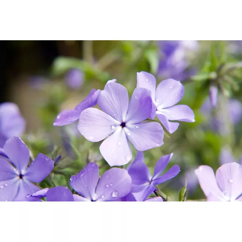 woodland-phlox-blue-moon Woodland Phlox 'Blue Moon'