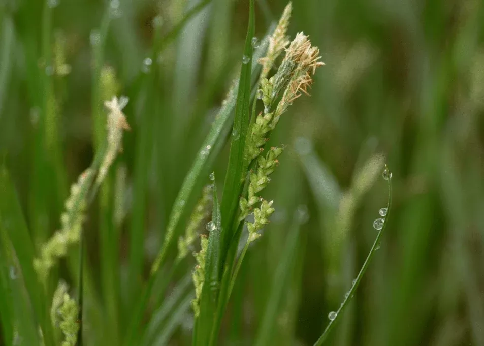 woodland-sedge Woodland Sedge