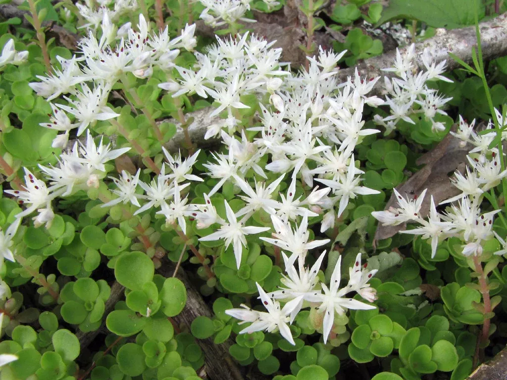 Woodland Stonecrop Sedum