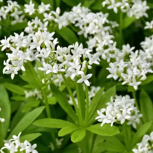 woodruff-odoratum Woodruff (Odoratum)