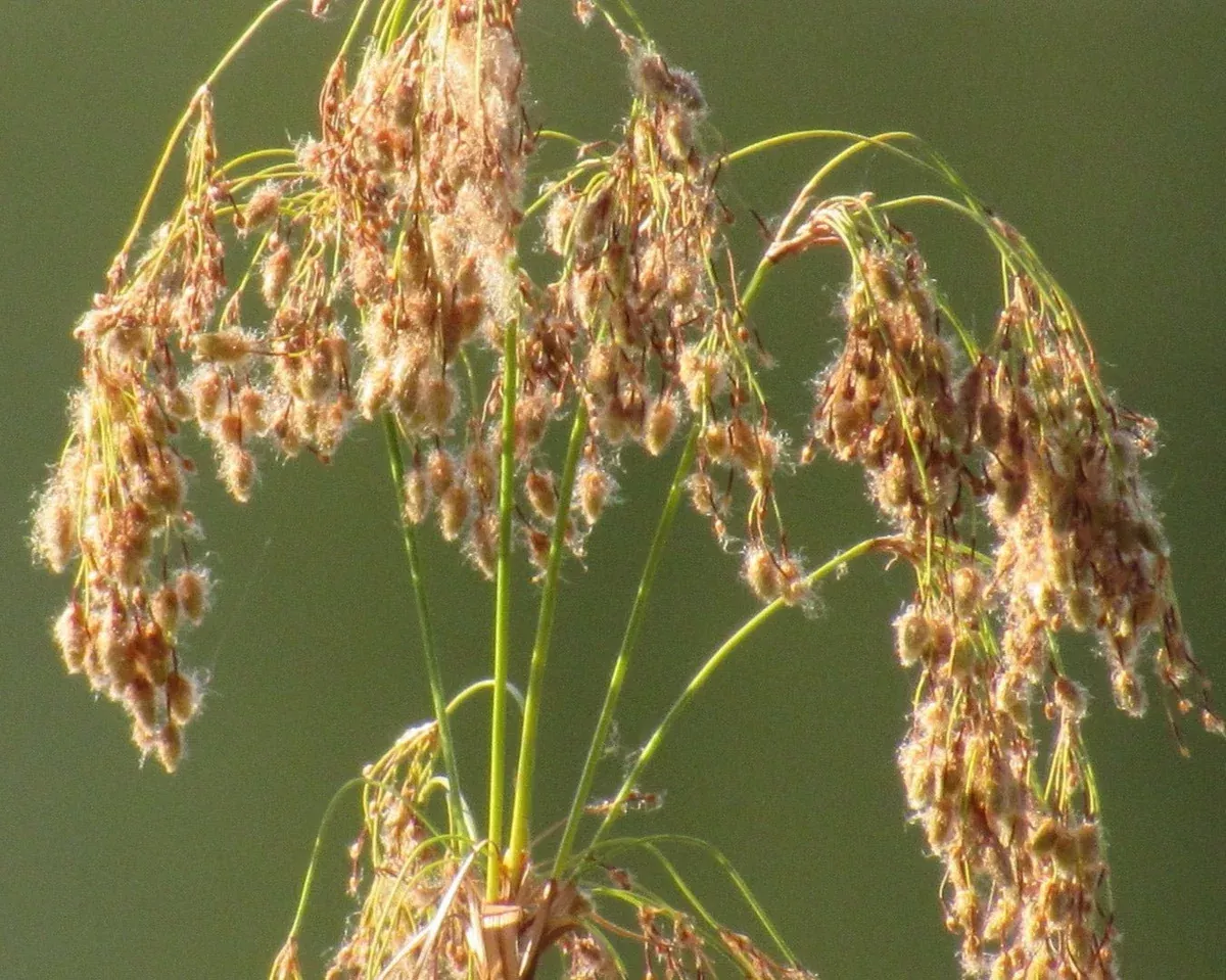 woolgrass-seeds-scirpus-cyperinus Woolgrass Seeds (Scirpus cyperinus)