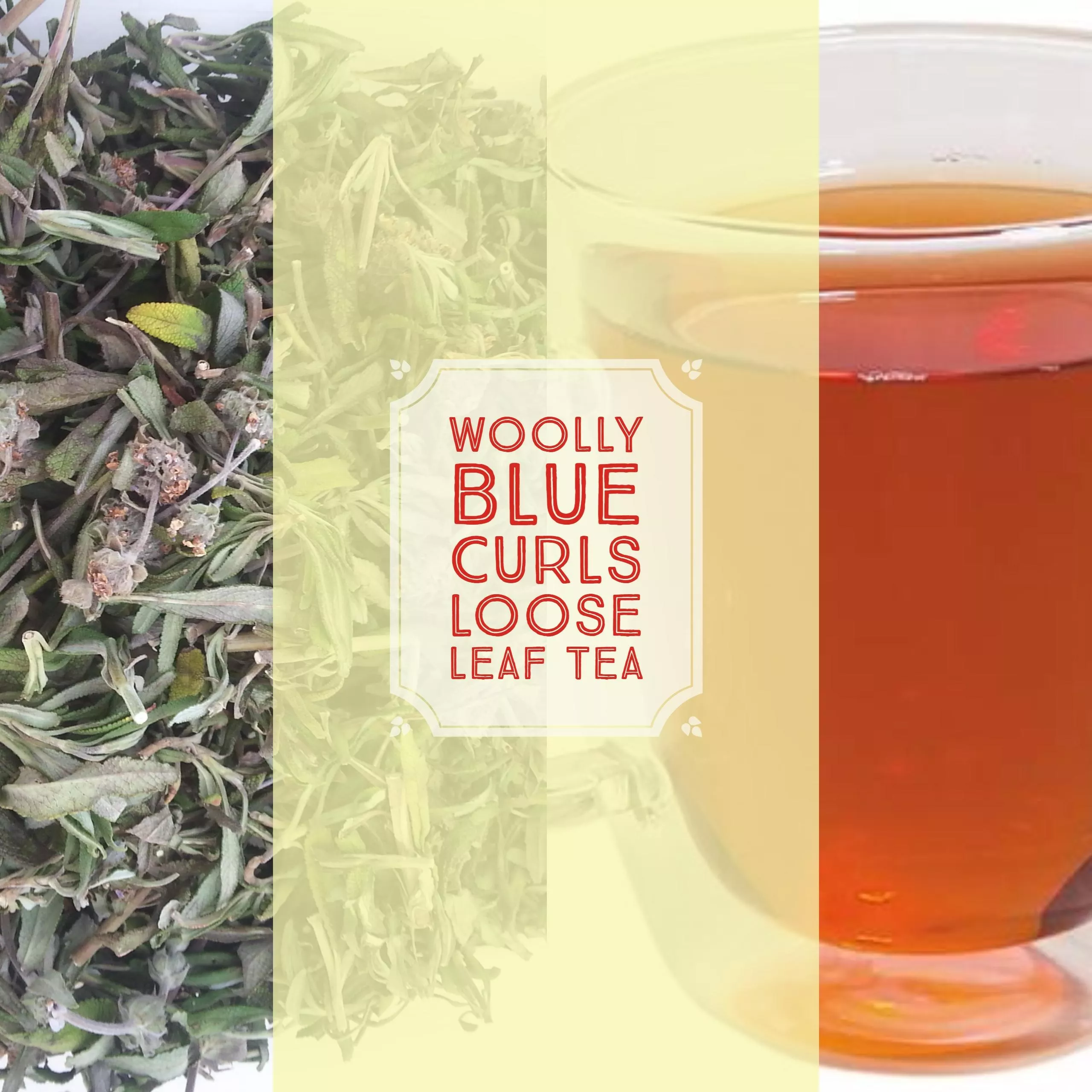 woolly-blue-curls-loose-leaf-tea-sold-out-please-check-back Woolly Blue Curls-Loose Leaf Tea SOLD OUT, Please check back