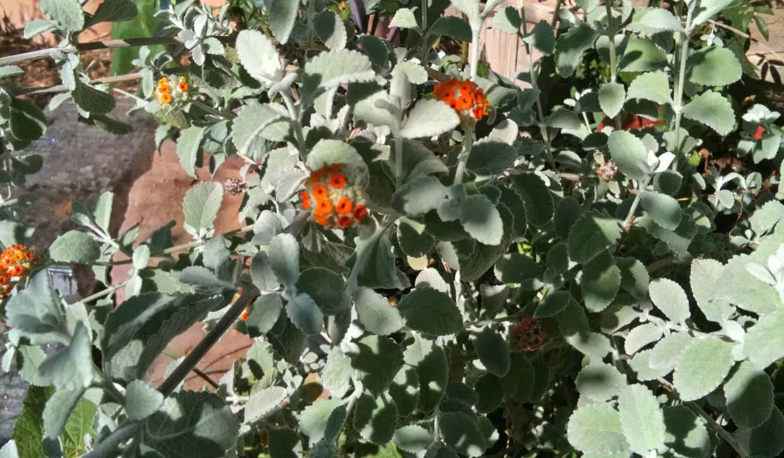 Woolly Butterfly Bush