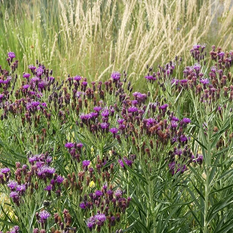 woolly-ironweed-vernonia Woolly Ironweed (Vernonia)