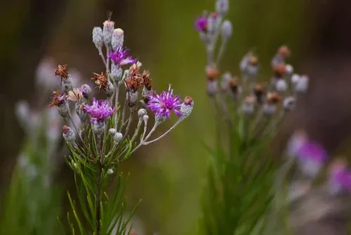 Woolly Ironweed