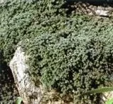 Woolly Thyme
