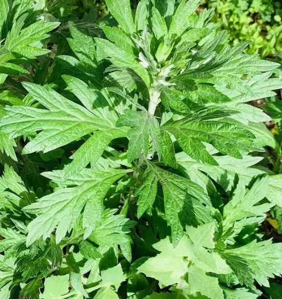 wormwood Wormwood