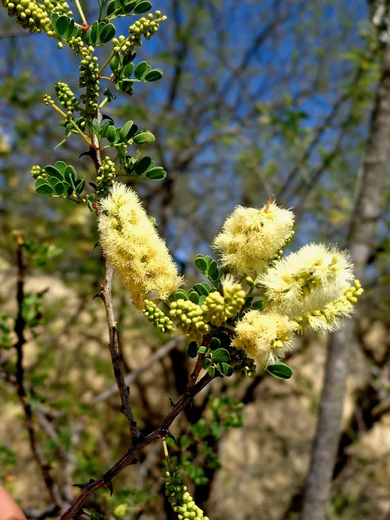 Wright Acacia