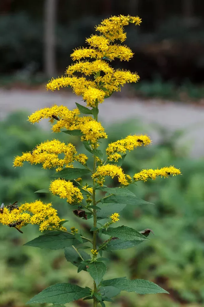 Wrinkle-leaf Goldenrod