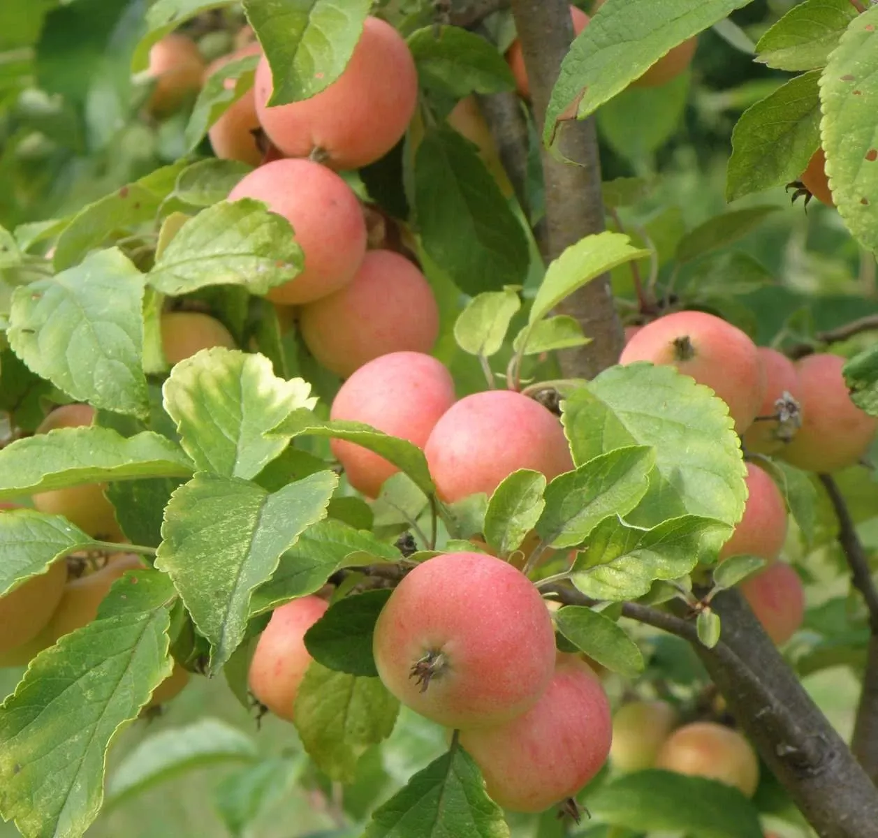 wsu-puget-spice-crabapple WSU Puget Spice Crabapple