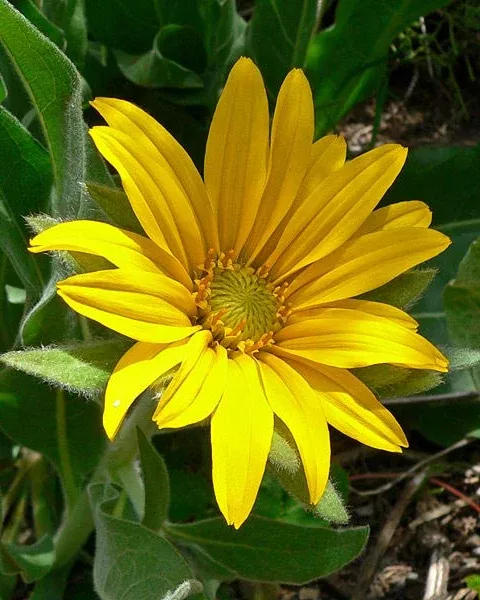 wyethia-angustifolia-mule-s-ear Wyethia angustifolia, Mule's Ear