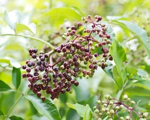 wyldewood-elderberry Wyldewood Elderberry