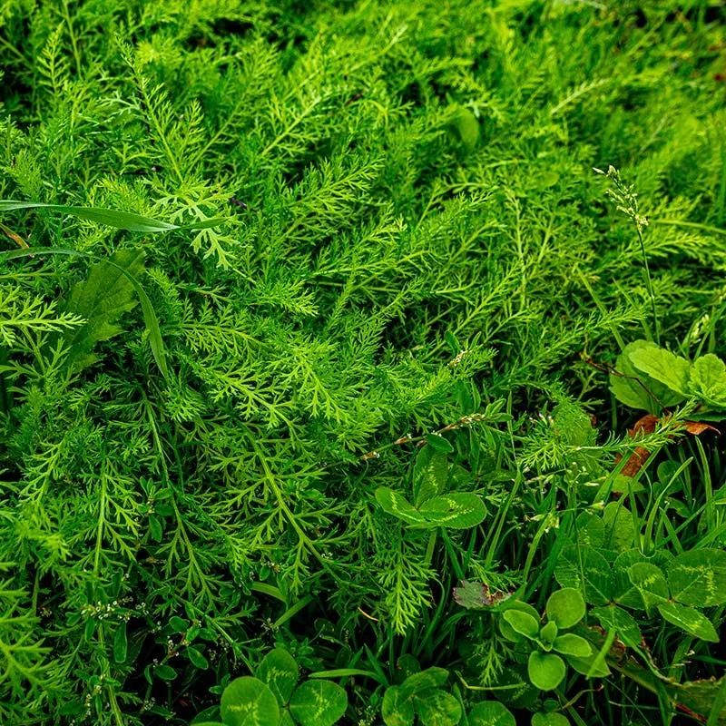 xeriscape-clover-lawn-seed-mix Xeriscape Clover Lawn Seed Mix