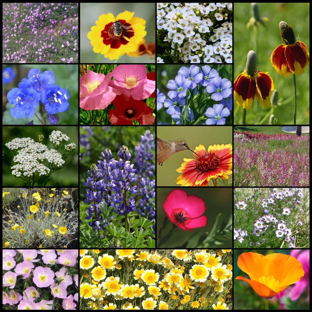 xeriscape-wildflower-mixture Xeriscape Wildflower Mixture