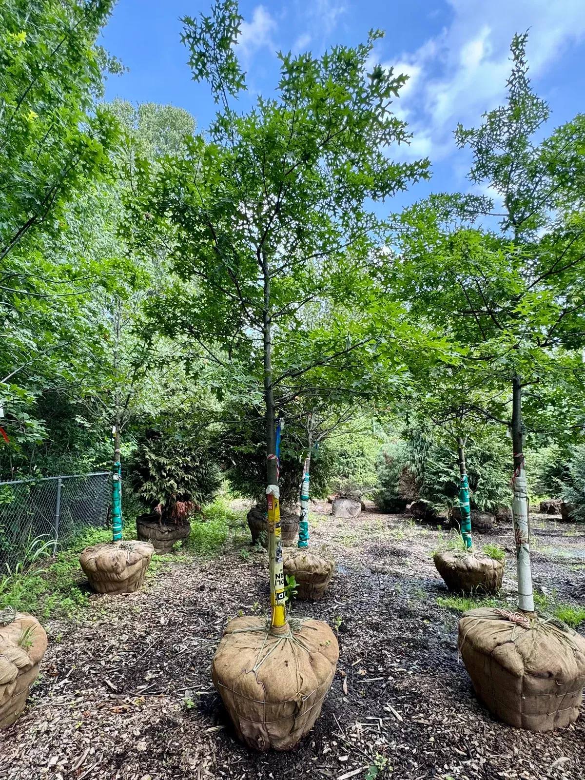 XL Pin Oak
